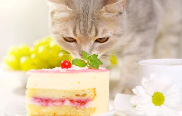Choosing to use homemade cat food is certainly time-consuming, but in this way we guarantee our cat controlled and therefore healthy food.