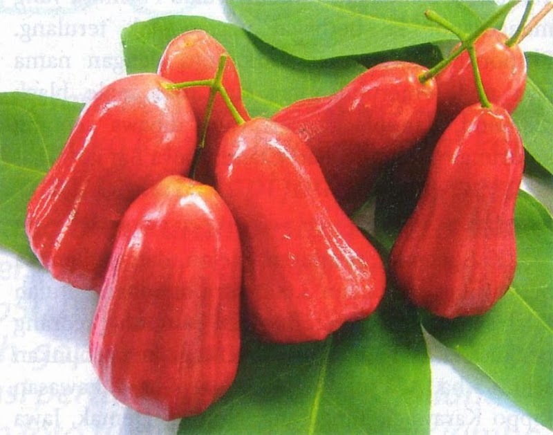 Koleksi Populer 13+ Gambar Buah Jambu Air Merah