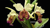 Anggrek Cattleya dowiana "Queen of the Cattleyas"