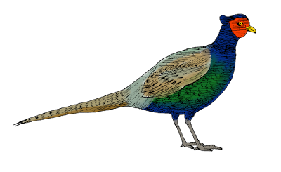 キジ きじ 鳥 Phasianus versicolor