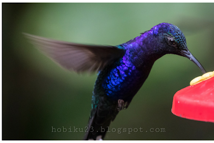 Mengenal Burung Kolibri Yang Kecil Tapi Indah