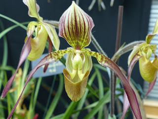 Paphiopedilum Lebaudyanum - Paphiopedilum haynaldianum × Paphiopedilum philippinense