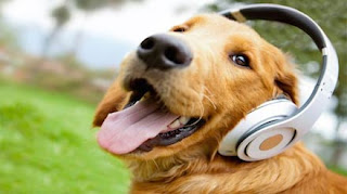 Estos son los géneros musicales que más les gusta escuchar a los perros