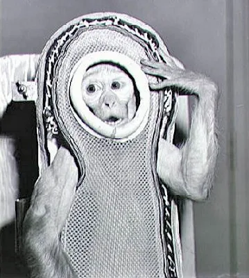 A rhesus macaque before a spaceflight