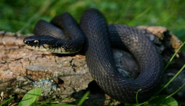 Inilah Enam Hewan Melanistic Paling Menakjubkan Yang Ada Di Seluruh Dunia