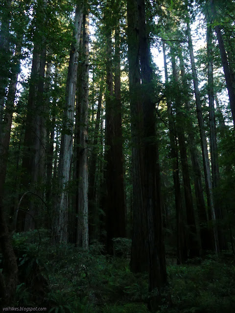 big trees being tall