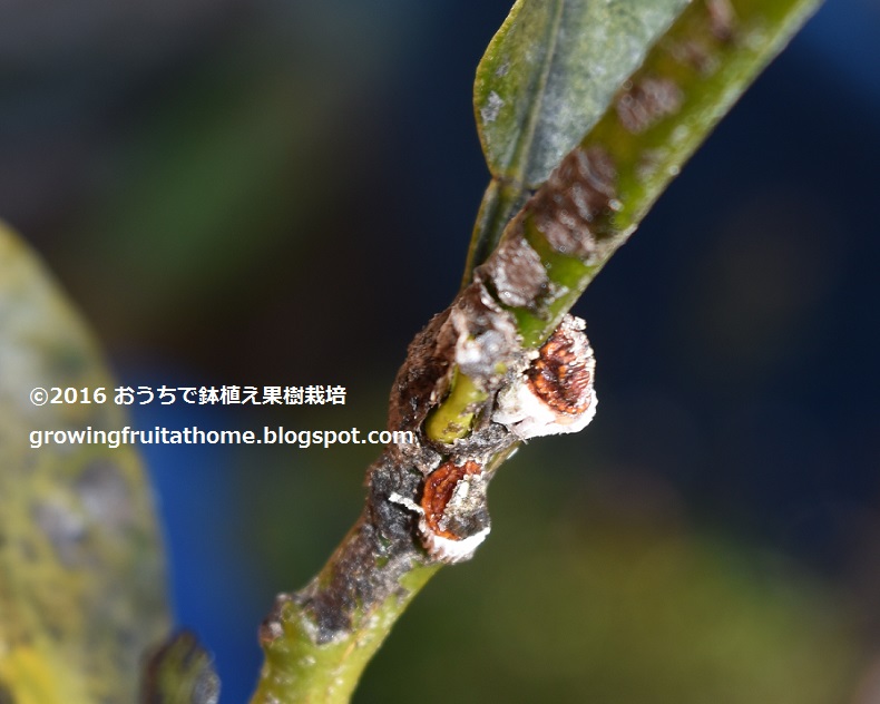 実演 鉢植えレモンの木の育て方 おいしい鉢植え果樹の栽培育て方 自宅を果樹園に