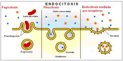 mecanismo de la endocitosis