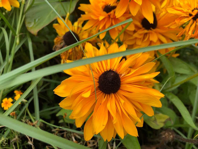 Rudbeckia hirta (black-eyed Susan)