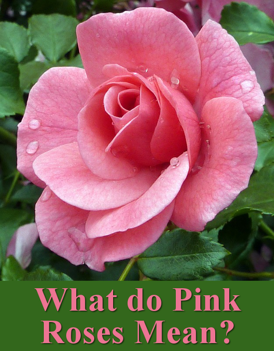 What do pink rose flowers mean and symbolise meaning language of flower Valentines day Weddings occasions