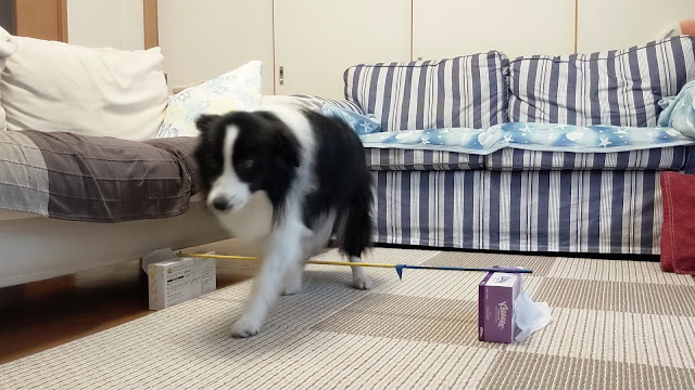 保護犬 ボーダーコリー トーマ