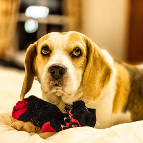 Holly Bobbins, reviewer of the Elphinstone Hotel, a dog friendly hotel in biggar, Lanarkshire, scotland