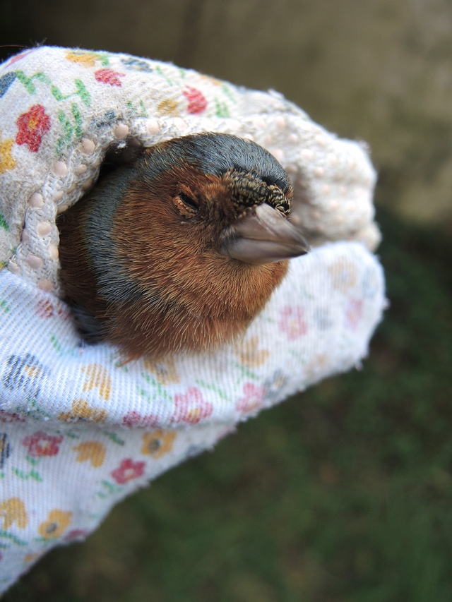 In mijn tuintje: het vogeltje dat tegen het raam vloog ...