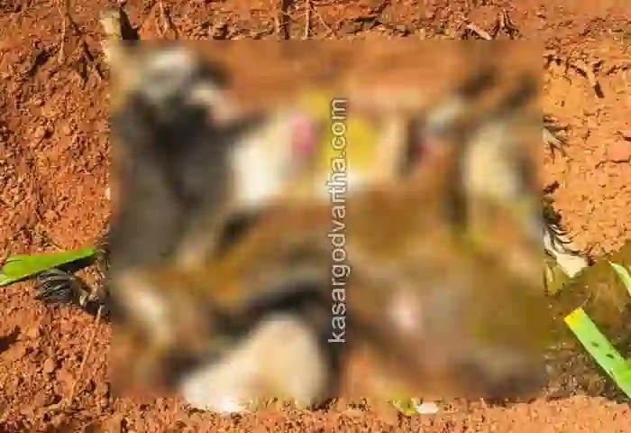 News, Mogral, Kasaragod, Kerala, Stray Dog, Goat, Stray dogs killed 3 goats.