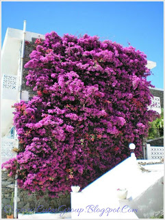 Beautiful Bougainvillea Vines