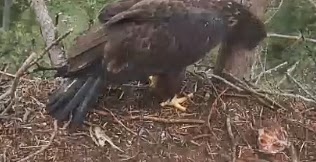 Berry eagle cam