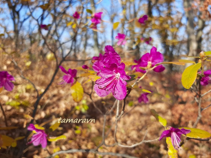 Рододендрон остроконечный (Rhododendron mucronulatum)