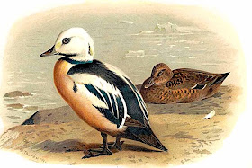 Eider menor Polystica stelleri