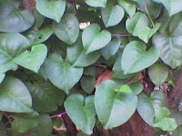 daun binahong, manfaat binahong