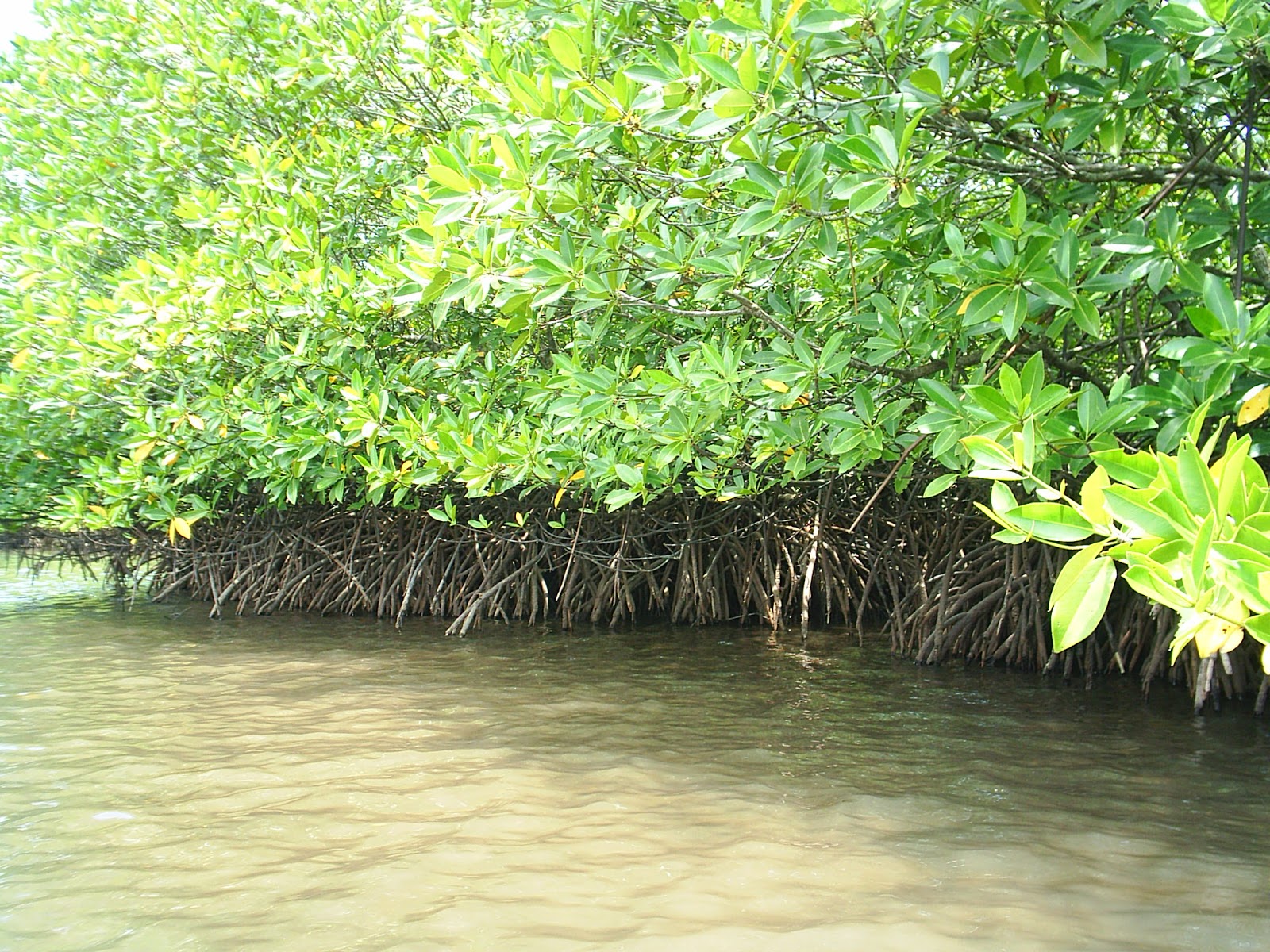 Rizki Tumbuhan Mangrove Berdasarkan Pasang Surut