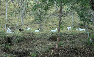 puriscal cattle