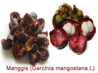 Manggis (Garcinia mangostana. L)