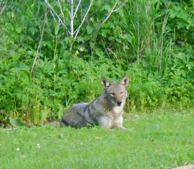 Awesome Encounter with Coyotes at White Rock Lake, Dallas, Texas