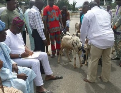 Fayose distributes sallah rams to Muslims, begs for peace