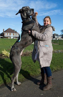 Freddy the Great Dane