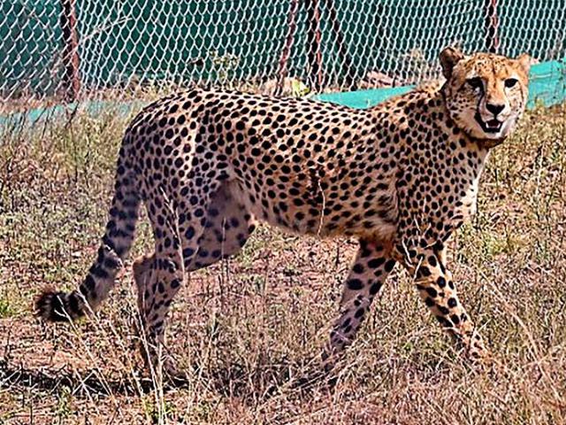 Cheetah in Kuno