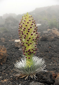 Hawaiian Silversword Alliance