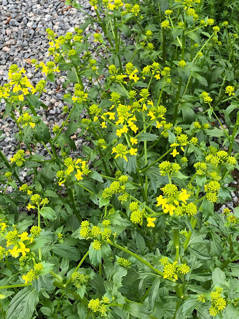 Barbarea vulgaris Sommargyllen