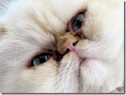 77- gatos blanco o crema (10)- buscoimagenes