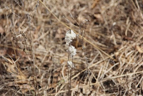 photo of prairie thimbleweed