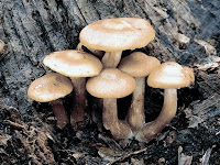 FUNGI - ESSAY