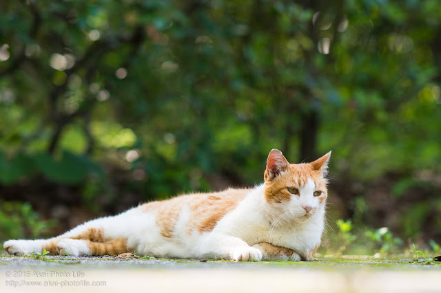 こんな人間いるよねって感じの猫　むくっ、「いやせっかくの休日･･･ちょっと外出でもするか」