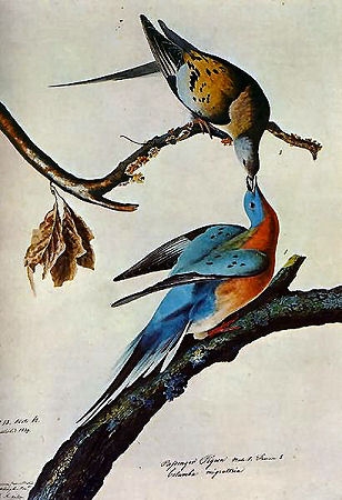 Audubon Bird Drawings