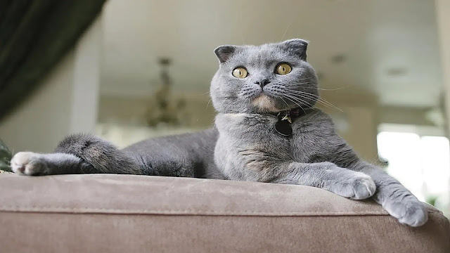 Scottish Fold