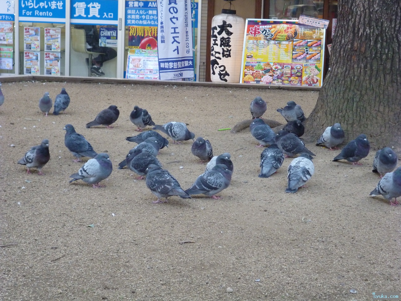 鳥の名前 都会に生息する鳥プチ図鑑 大阪の街中や河川敷で見られる鳥たち 情報秘密基地