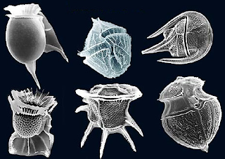 Dinoflagellates Image