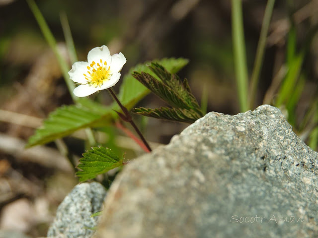 Fragaria nipponica