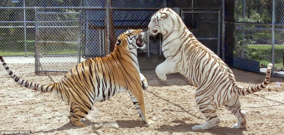 Janice Haley, Janice Haley And Her Tigers, Samber, Janda