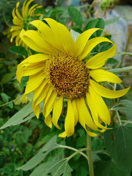 TanamSendiri.com -- Grow Your Own: Gambar -- Bunga Matahari