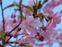 濃くて大きな花びらが特徴