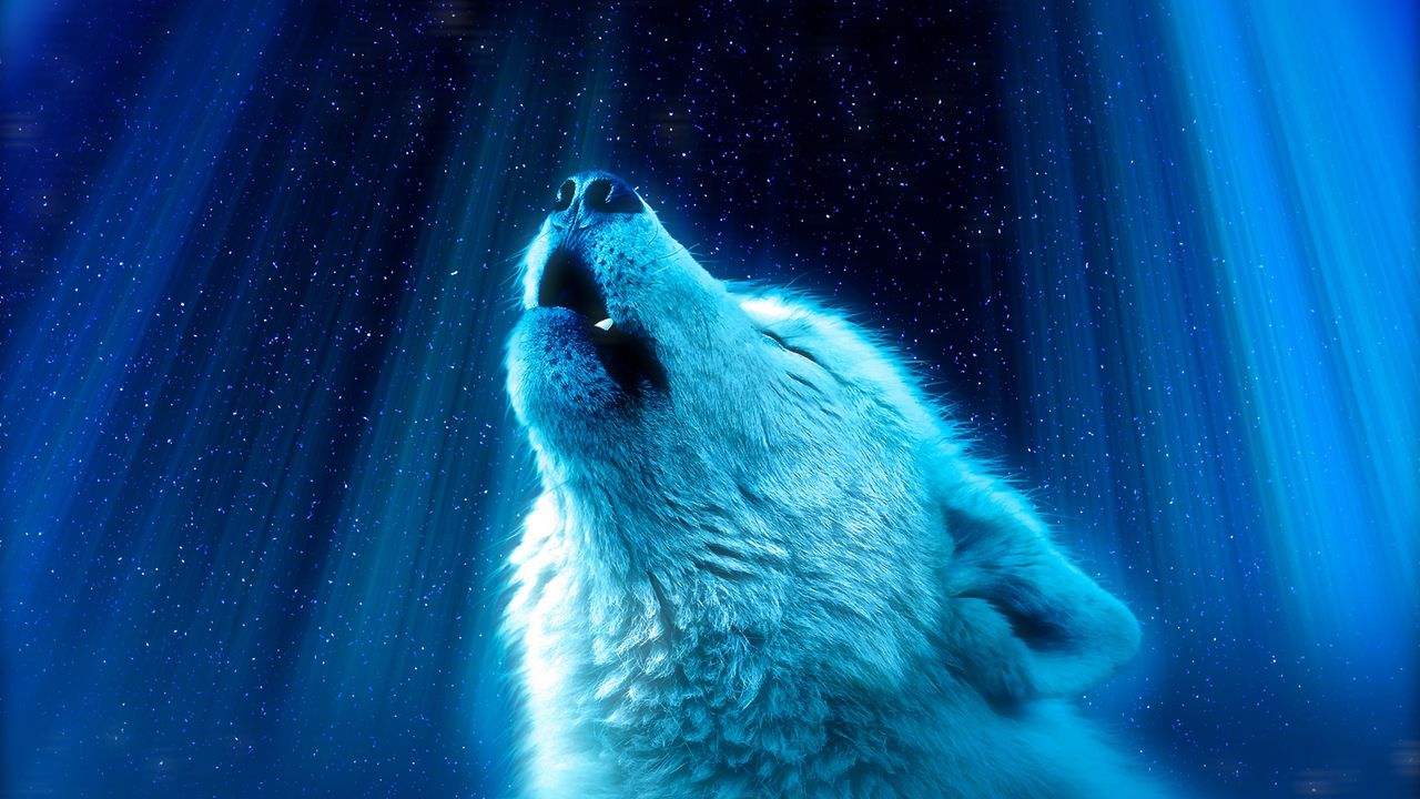 Wallpaper Wolf Predator Howl