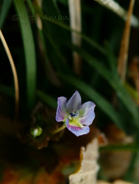 Veronica persica