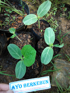 pohon llabu botol