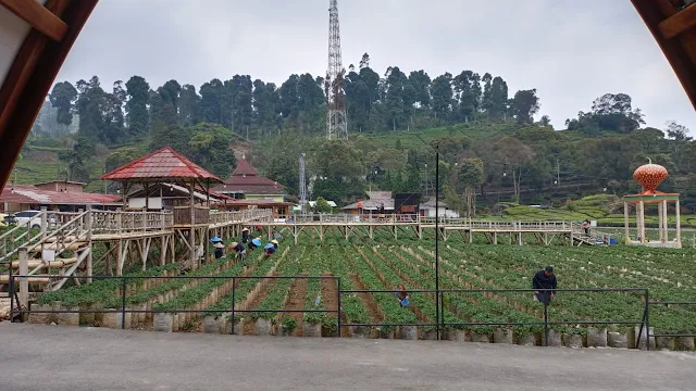 Sebuah Surga Tersembunyi: Menemukan Cottage Walini Ciwidey Bandung