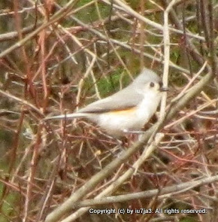 Tufted Titmouse