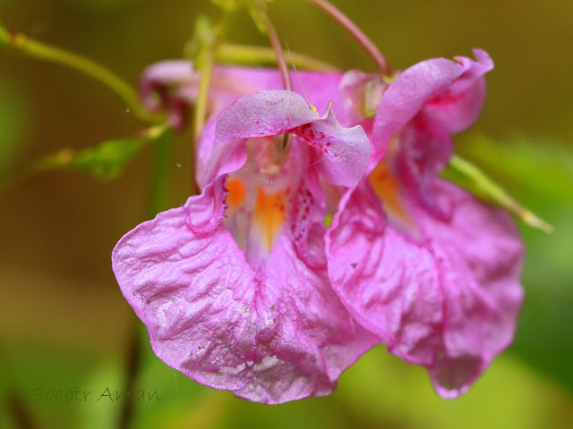 Impatiens textori